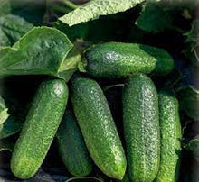 Učitajte sliku u pregledač Galerija, Magellan F1