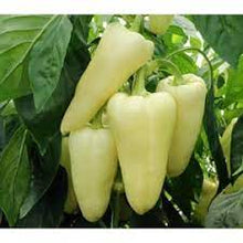 Učitajte sliku u pregledač Galerija, Gidran F1