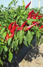 Učitajte sliku u pregledač Galerija, Kaldom F1