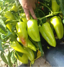 Učitajte sliku u pregledač Galerija, Duett F1