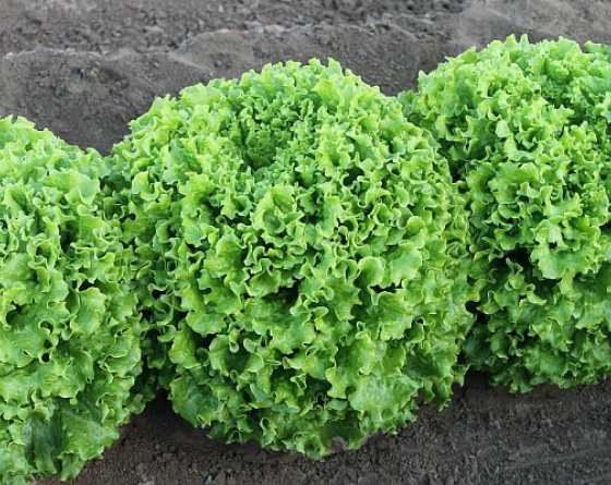 Salata Mignone 5000 s
