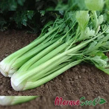 Učitajte sliku u pregledač Galerija, Celer rebraš Malachit