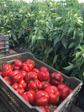 Učitajte sliku u pregledač Galerija, Temeš F1