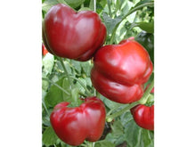 Učitajte sliku u pregledač Galerija, Maroš F1