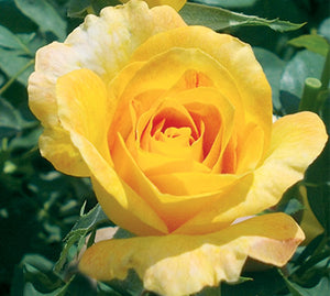 Ruža stablašica *33 GLORIA DEI-žuta
