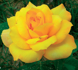 Ruža stablašica *45 FRESIA-žuta