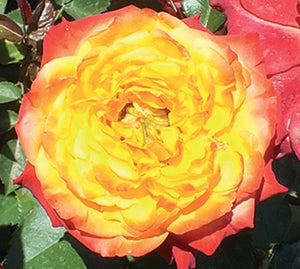 Ruža stablašica*53 MONICA-žuta sa crvenim