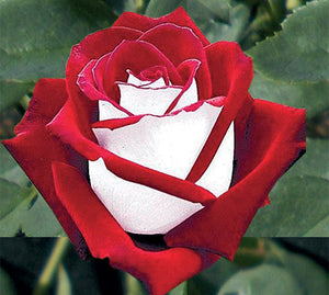 Ruže stablašice *36 OSIRIA-crveno bela