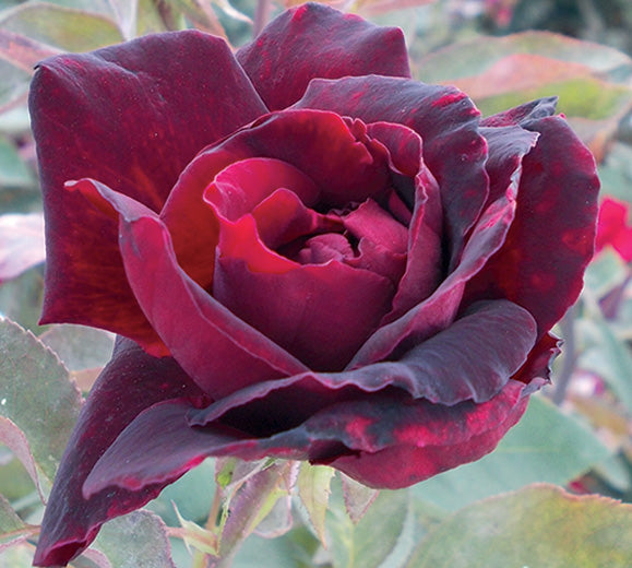 Sad.ruža *01 čajevka barkarola - bordo