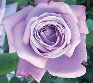 Sad.ruža *03 čajevka šarl de gol - plavo-roza