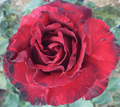 Sad.ruža *04 čajevka grand gala - crvena