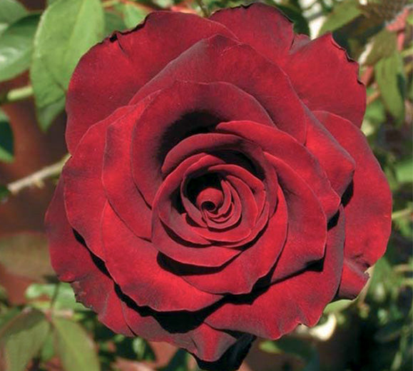 Sad.ruža *05 čajevka red berlin - crvena