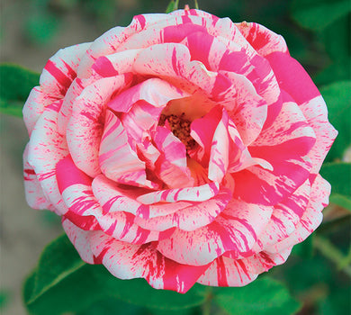 Sad.ruža *41 polijanta papageno - rozo-bela šatirana