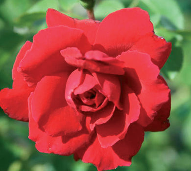 Sad.ruža *40 puzavica sympathy - crvena
