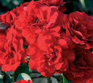 Sad.ruža *38 polijanta lily marlen - crvena