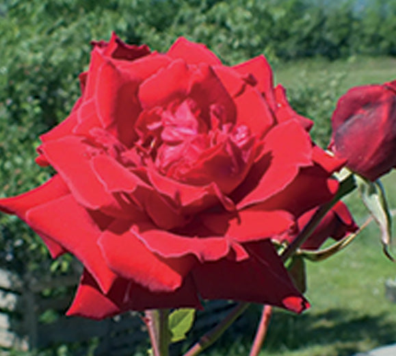 Sad.ruža *23 puzavica fountain - crvena