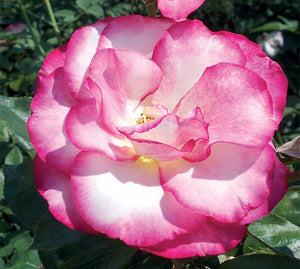 Sad.ruža *22 puzavica handel - rozo-bela