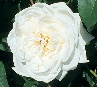 Sad.ruža *21 puzavica schwanensee - bela