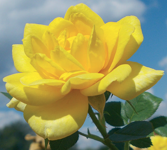 Sad.ruža *18 polijanta mini yellow - žuta