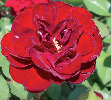 Sad.ruža *17 polijanta nina weibull - crvena