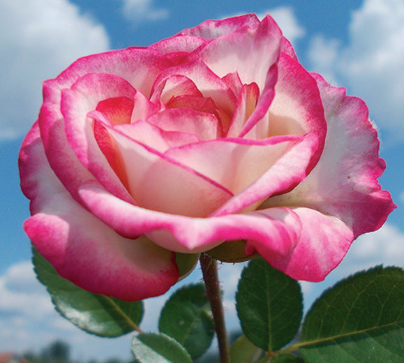 Sad.ruža *16 polijanta la minuette - bela sa rozim obodom