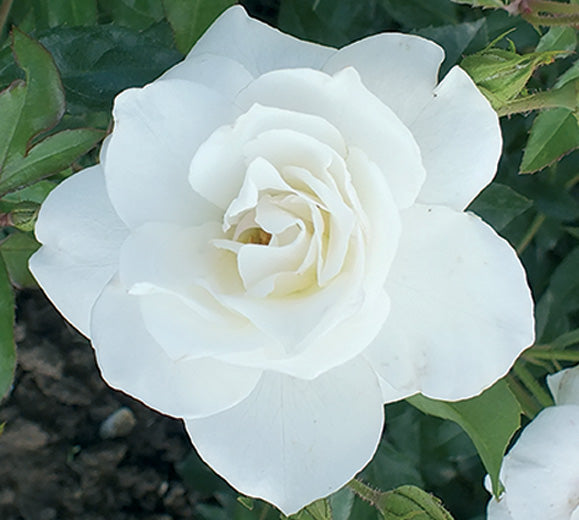 Sad.ruža *15 polijanta swany - bela