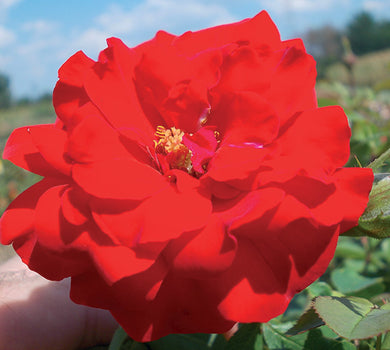 Sad.ruža *12 polijanta satchmo - crvena