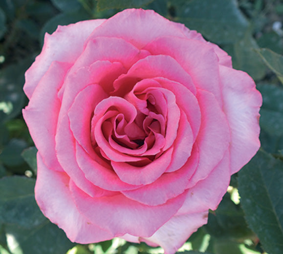 Sad.ruža *10 čajevka queen elizabeth - roza