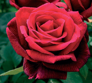 Sad.ruža *09 čajevka mister lincoln - crvena