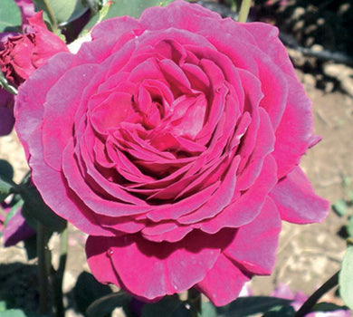Sad.ruža *07 čajevka big purpl - ljubičasta