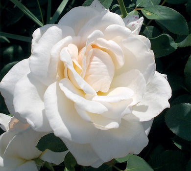 Sad.ruža *06 čajevka pascali - bela