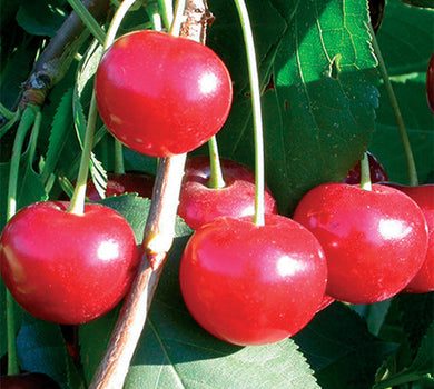 Sad.višnja Kelleris