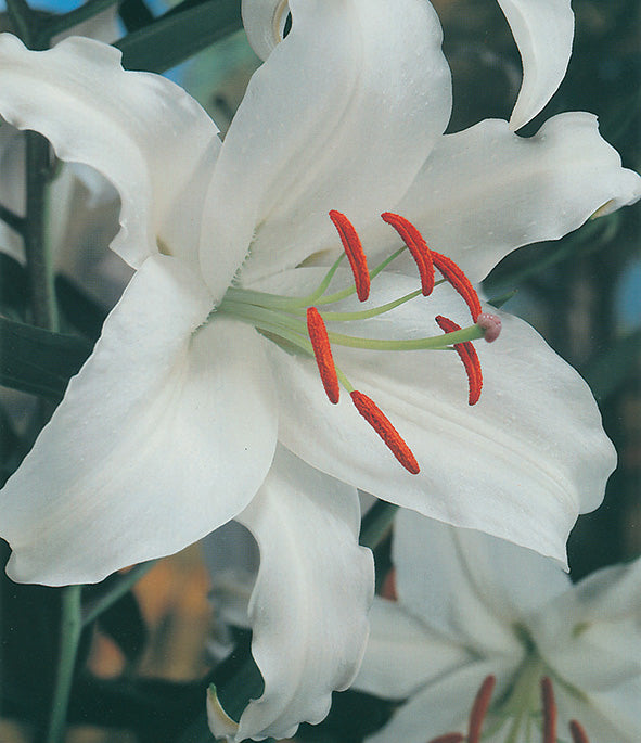 Lilium Oriental casablanca j451