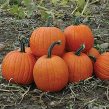 Učitajte sliku u pregledač Galerija, Halloween