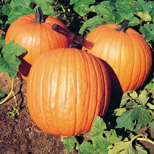 Učitajte sliku u pregledač Galerija, Halloween